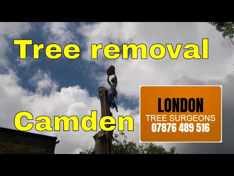 Ash tree removal Camden Square
