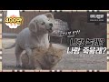 미안하다 사양한다 -1화-ㅣI'm Sorry, I Don't Love You EP1 (Tom and Jerry the sequel, Kong and Nabi)