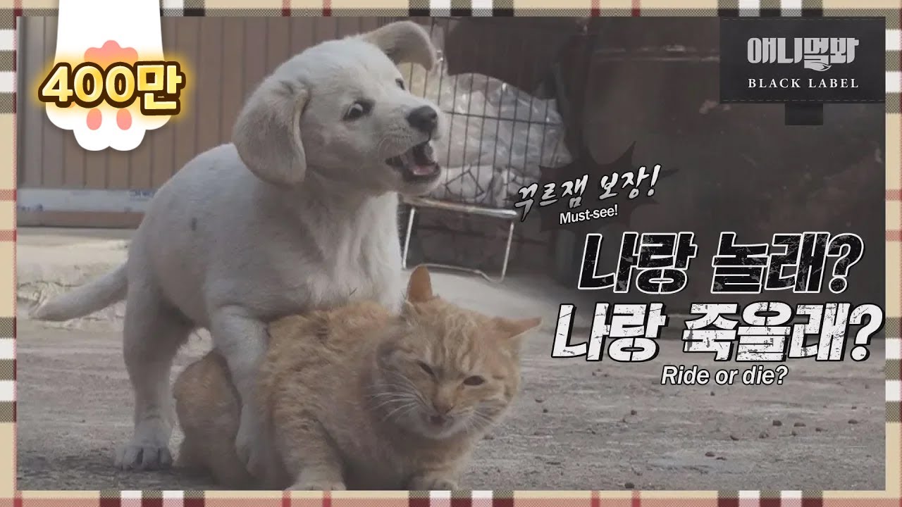 sbs tv동물농장x애니멀봐 中字 I'm Sorry, I Don't Love You EP1 (Tom and Jerry the sequel, Kong and Nabi)