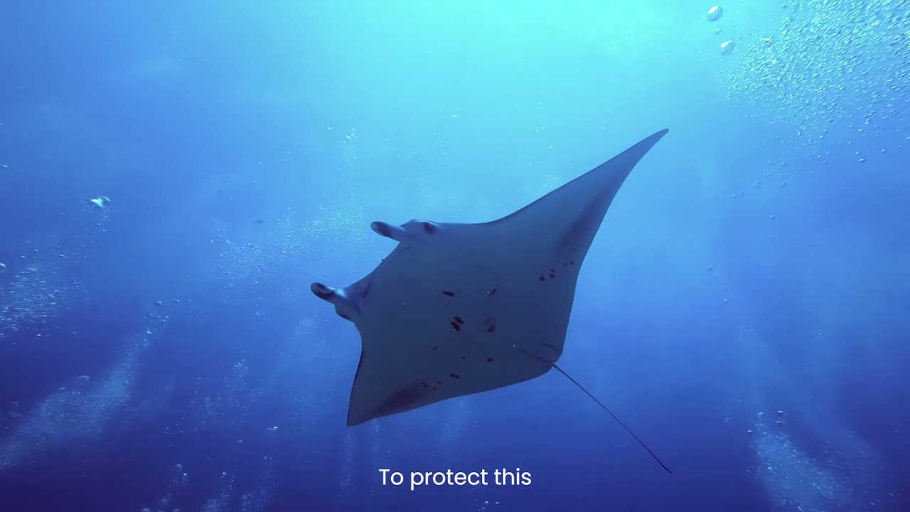 Meet Blue | Blue Standard by Oceanic Global - YouTube