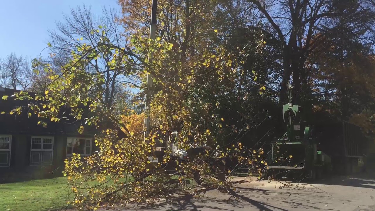 Dead Ash Tree Removal - YouTube