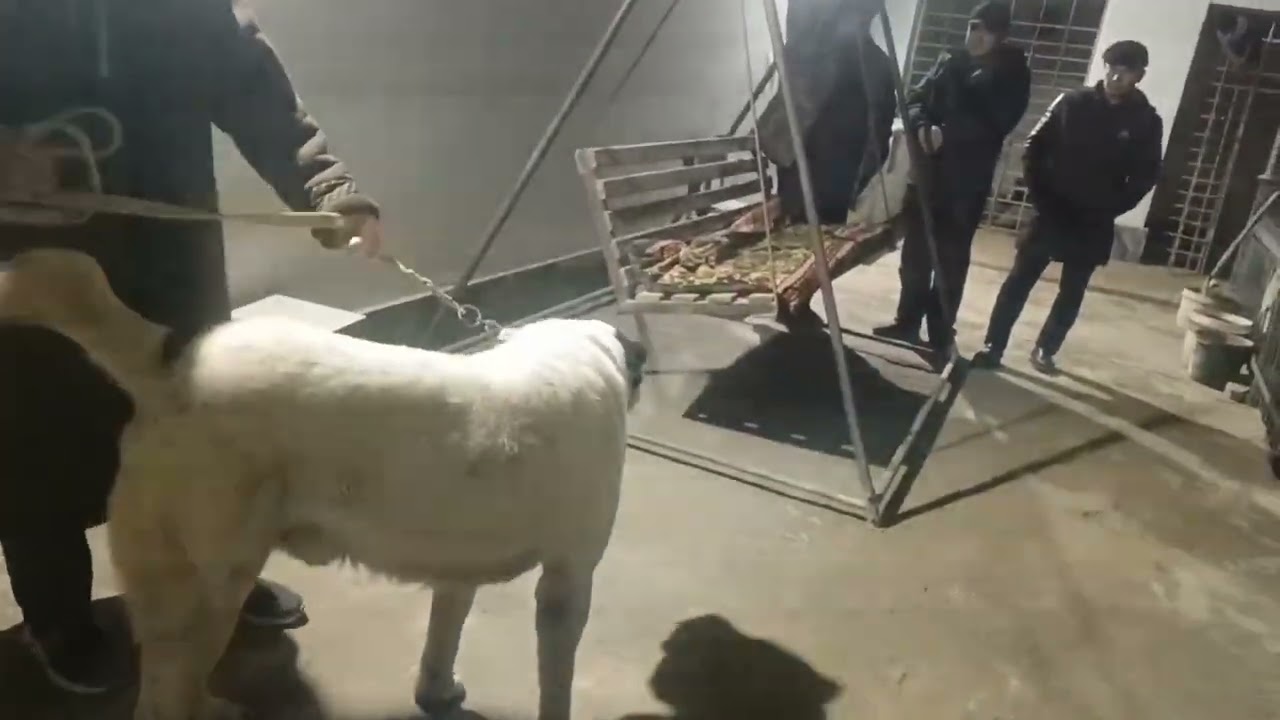 Xorazm #qirgizston #turkmanistan #uzbekistan #urganch #itlari 