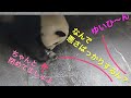 【結浜🎀レバー開けて閉めた❗️12/29】犯行現場目撃❗️/池の管理人さん/小窓に怒り爆発💢飼育員さんに反抗か/大暴れ #ぽめぱん #PandaChannelbypomeranianfilm