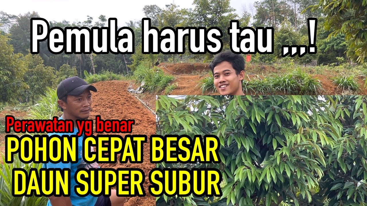 CARA MERAWAT KEBUN DURIAN CEPAT SUBUR DAN POHON CEPAT BESAR