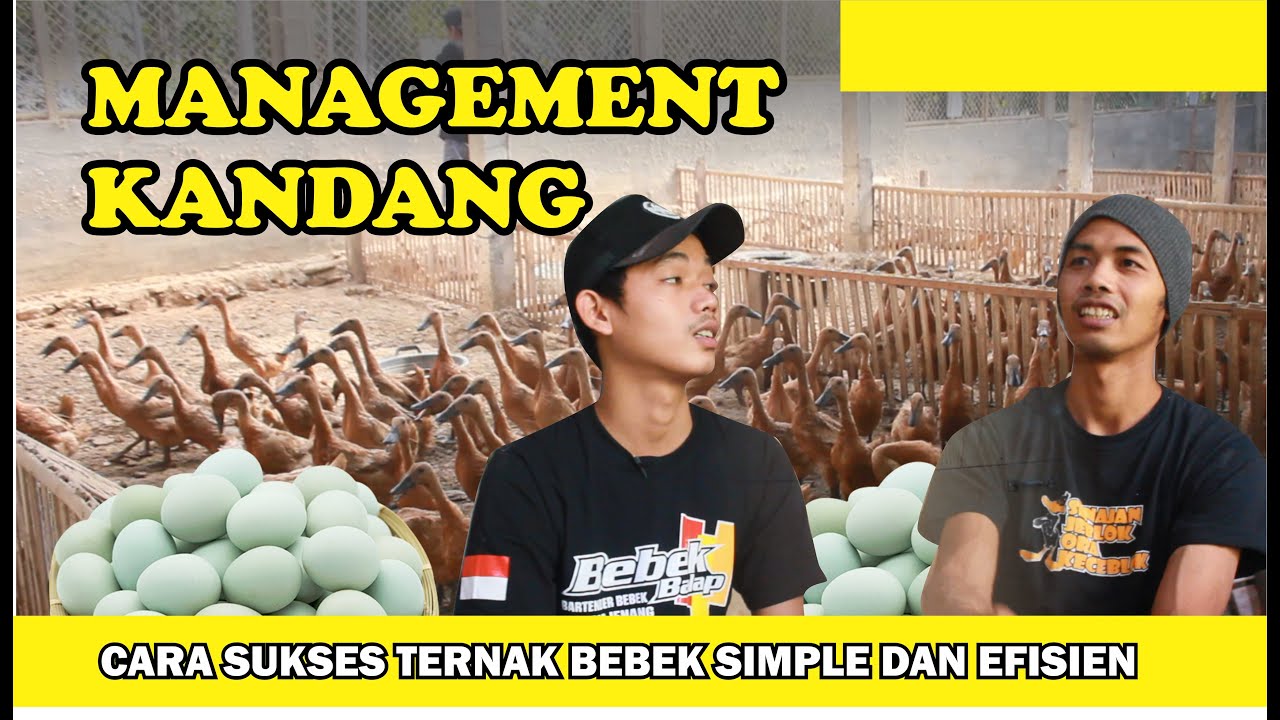 CARA JITU MENGATUR WAKTU UNTUK PETERNAK BEBEK PETELUR_Simple dan