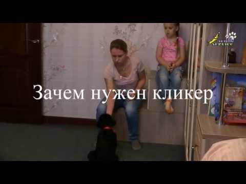 Дрессировка щенка, кликер