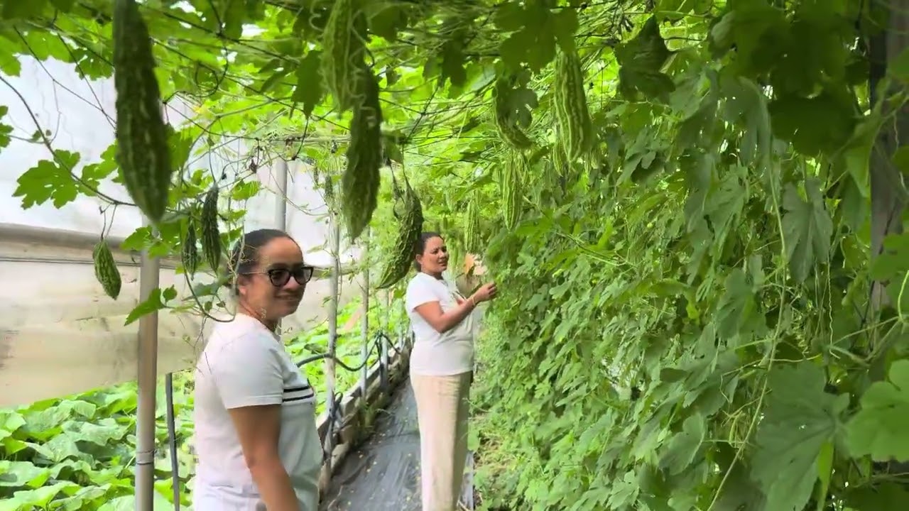 Fresh vegetables garden (Michigan 