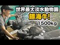 去新加坡找動物!海牛 巨魟 電鰻 巨獺 美洲豹 世界瀕危珍稀物種!River Wonders世界最大淡水動物園!