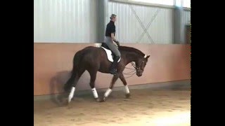 Dream of Donata Dressur reiten Mai 2007 VERKAUFT screenshot 3