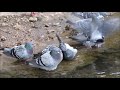 Bath and Drink time pigeons