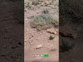 The Ghost Town of Two Guns is like Stepping into the Past