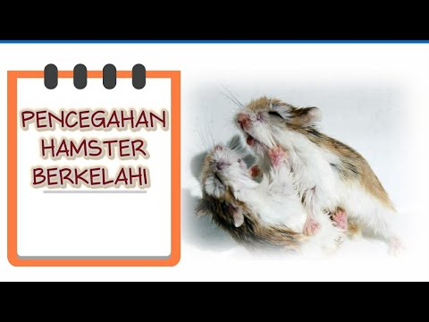 Video: Cara Mencegah Hamster Menggigit Bit