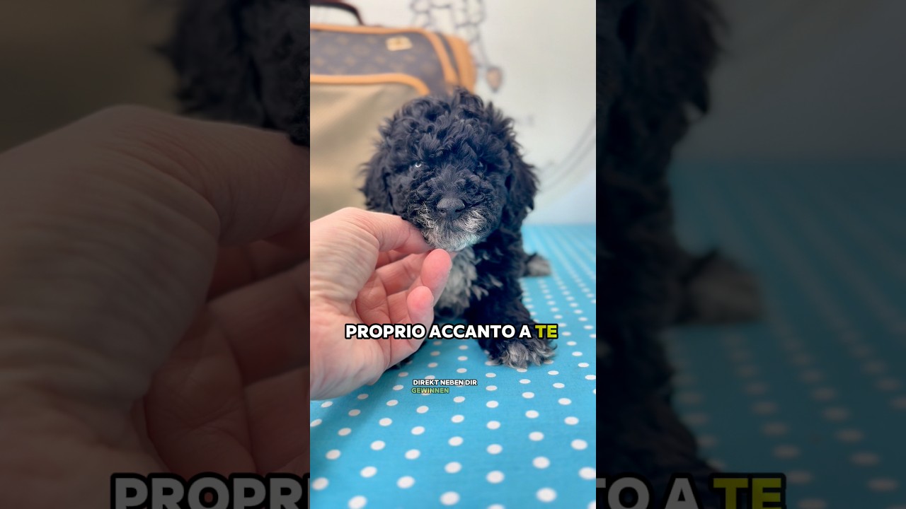 OLIVIER – FENOTIPO BARBONCINO TOY
