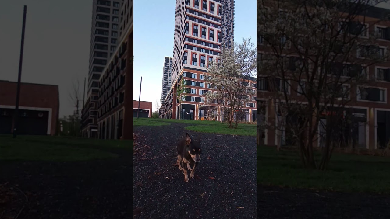 Early morning promenade with a Russian toy terrier