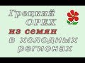 Грецкий орех из семян в холодных регионах.