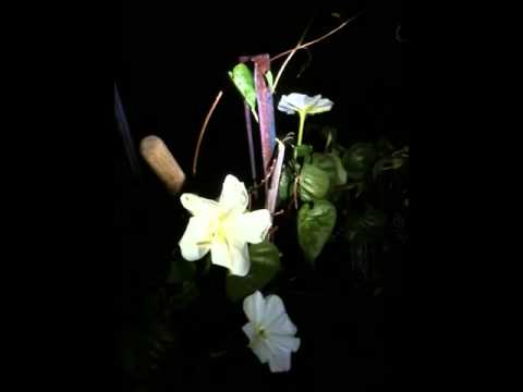 Moonflower opening - real time