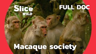 How 500 monkeys settled on an uninhabited island | AI | Full Documentary