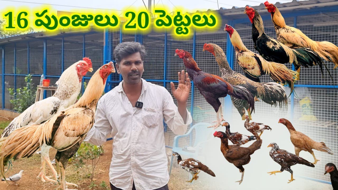 ఫామ్ లో 16 పుంజులు 20 పెట్టలు 90002 43514 transport available naatu kolla pempakam #aseelmurga