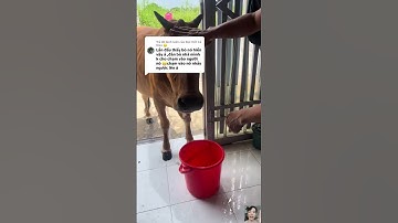 BÒ XIN NƯỚC khó tin thật bà con ơi là bà con #shorts