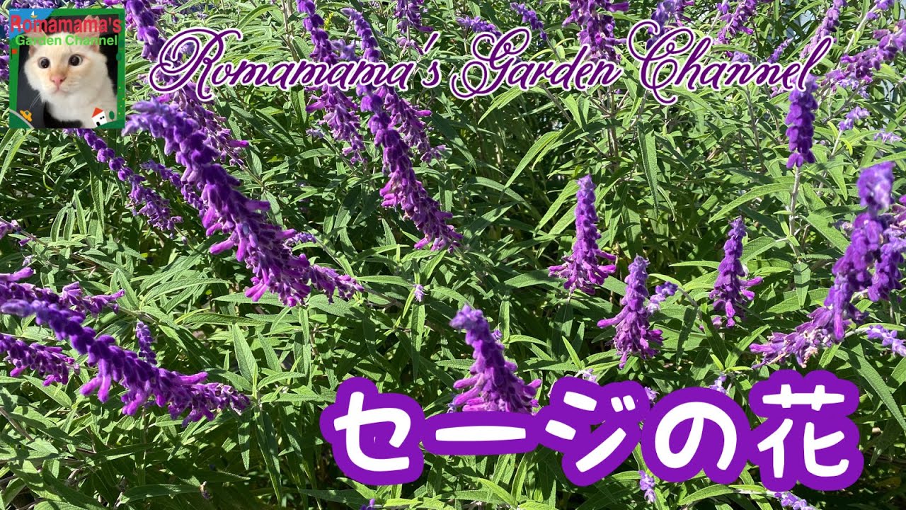 観賞用ハーブ アメジストセージの花と食用ハーブ コモンセージ ガーデニング Youtube