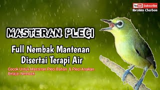 MASTERAN PLECI||Full Nembak Mantenan Disertai Terapi Air||Cocok Masteran Pleci Anakan Belajar Nembak