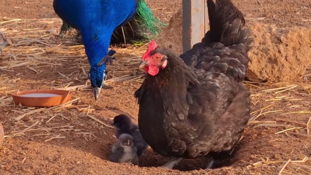 من البيضة إلى الكتكوت: رحلة مؤثرة لأم دجاجة 💕🐥  From Eggs to Chicks : The Journey of a Mother Hen