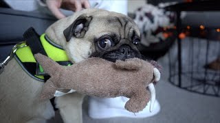 Winston Goes To The Vets To Check Out His Clicking Joints!
Clicking joints is always a worry wether they are young or old, so it was crucial we took him the vets asap before it might develop into a bigger problem just ignoring it!
Give us a thumbs up if you enjoyed the video and Subscribe if youre not already!
Twitter - https://twitter.com/ThatPugPablo
Instagram - https://www.instagram.com/thatpugpablo/
Parents channel -https://www.youtube.com/channel/UC1NnPYTFhVZtFt4oPXFdsnw
What I use to record and edit my videos;
(Links below marked with a * are affiliate links - which means I receive a percentage of the revenue made from purchasing products through this link)
*Primary Camera - https://amzn.to/2NLHah2
*Camera Microphone - https://amzn.to/2xlcDMY
*Secondary Camera - https://amzn.to/2qP3hWe
*Go Pro - https://amzn.to/2HBbLL3
*Drone - https://amzn.to/2vBmaBA
*Karma Grip - https://amzn.to/2vvmtxV
*Gorilla pod - https://amzn.to/2J9JSHg
*Laptop/Editing software (iMovie) - https://amzn.to/2HPyCQS
Licence;
Intro/Outro Music;
Get Outside! - Jason Farnham: https://youtu.be/x1T6QFpd0J4 Winston Goes To The Vets To Check Out His Clicking Joints!
