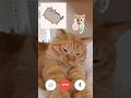 #catfamily #cat #funny #lol #comedy  #new #lifeisbutadream