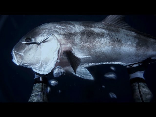Spearfishing – 16kg Samsonfish (Seriola hippos)