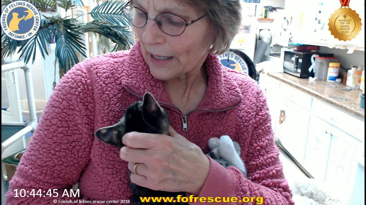 cage free vs organic eggs FFRC Adoption of Saki on 12/29/2018