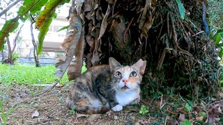 雨上がりの公園で大きな木の下で雨宿りしていた野良猫がモフられに出てきた