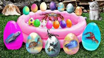 Bắt cá cảnh dễ thương, cá koi, cá rồng, bọ ú, rùa bảy màu, kì nhông, chuột