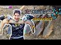 รอฝนหยุด แล้วต้องรีบไปตกปลาช่อน กัดอย่างโหด FISHINGEZ