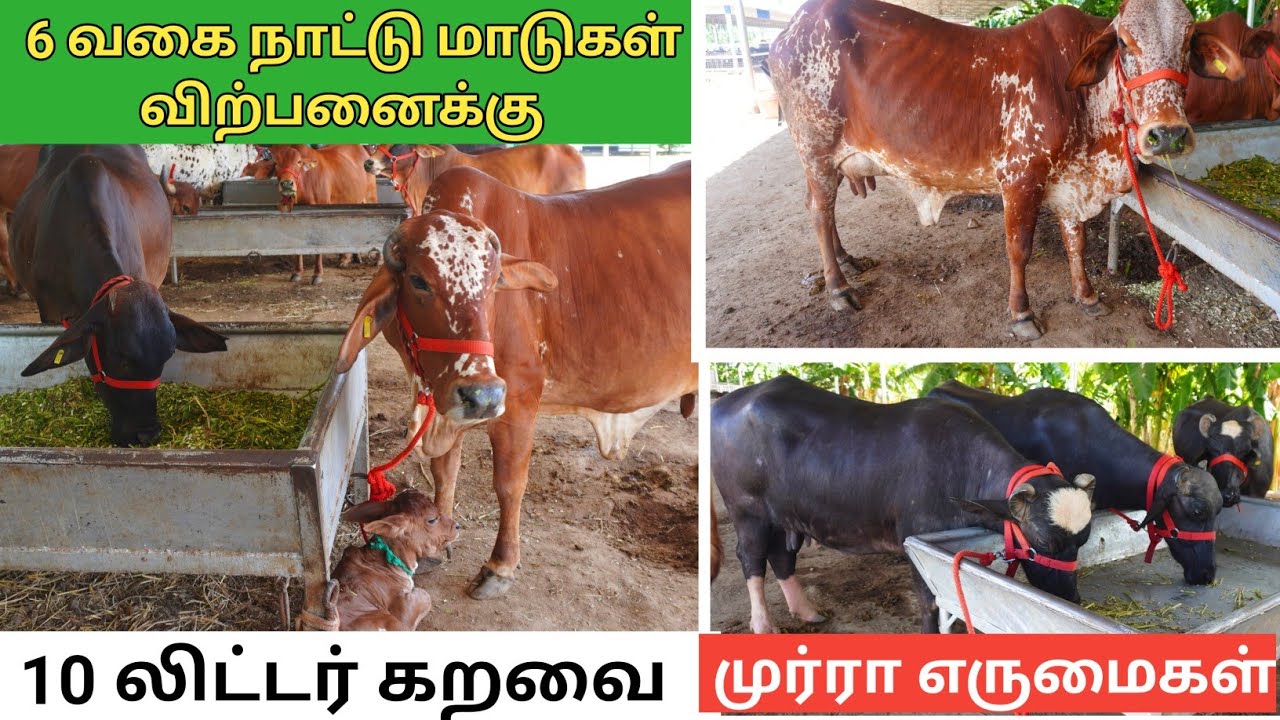 6 வகை நாட்டு மாடுகள்,முர்ரா எருமைகள் ஒரே இடத்தில் | Desi Cow for sale
