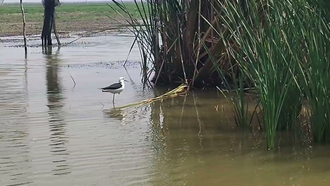 Odisha Tangi Chandapur#Mangaljodi Birds View Resort#love 