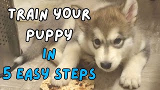 5 Steps to train your Alaskan Malamute puppy.