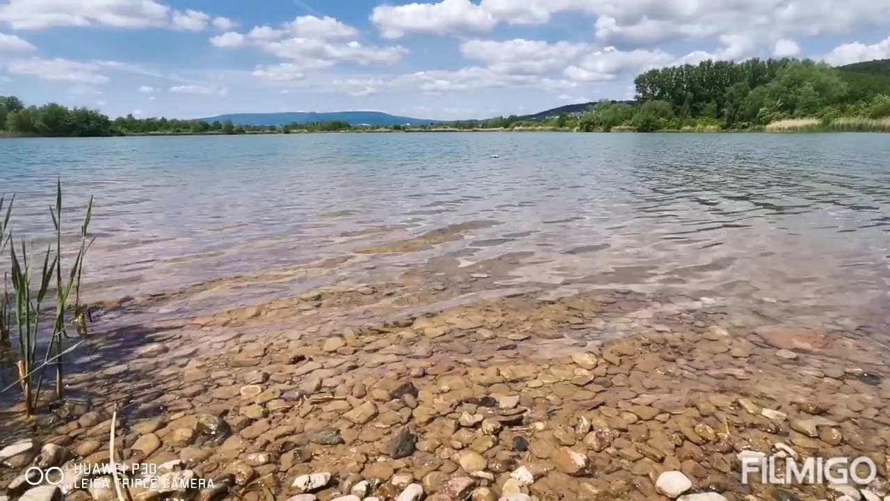 Wasserarbeit mit der Krickente 🦆 | Apportieren