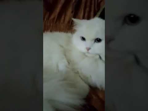 #فات_الميعاد جلسة قططية
