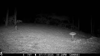 IMG 0003 Gimpy