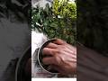 NEEM PODI                                                Naturalneempowderbenifits🌱#viral #shorts