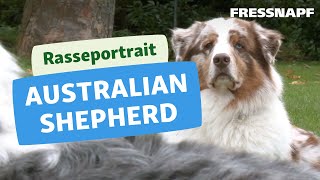 Australian Shepherd Rasseportrait | FRESSNAPF