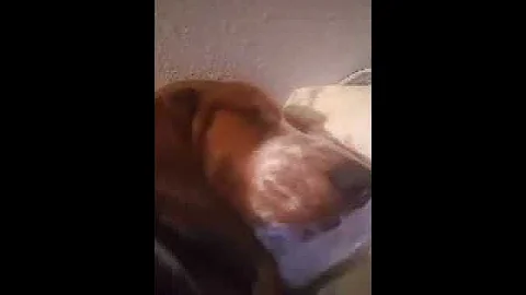 Ollie snores