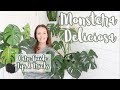 MONSTERA PLANT | MONSTERA DELICIOSA PLANT CARE | PROPAGATING MONSTERA DELICIOSA