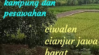 Download Lagu Suasana kampung dan pesawahan ciwalen cianjur jawa barat MP3