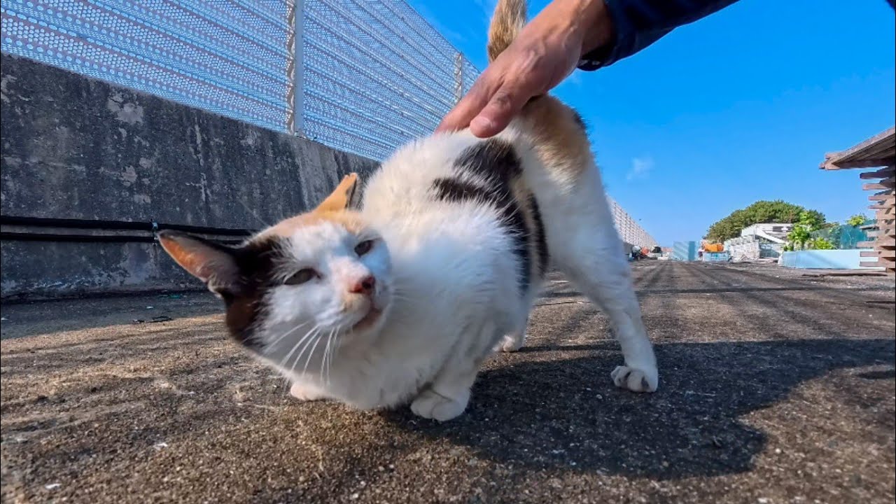 A Calico Cat with a Heart on Her Back Came Over for Cuddles at the
