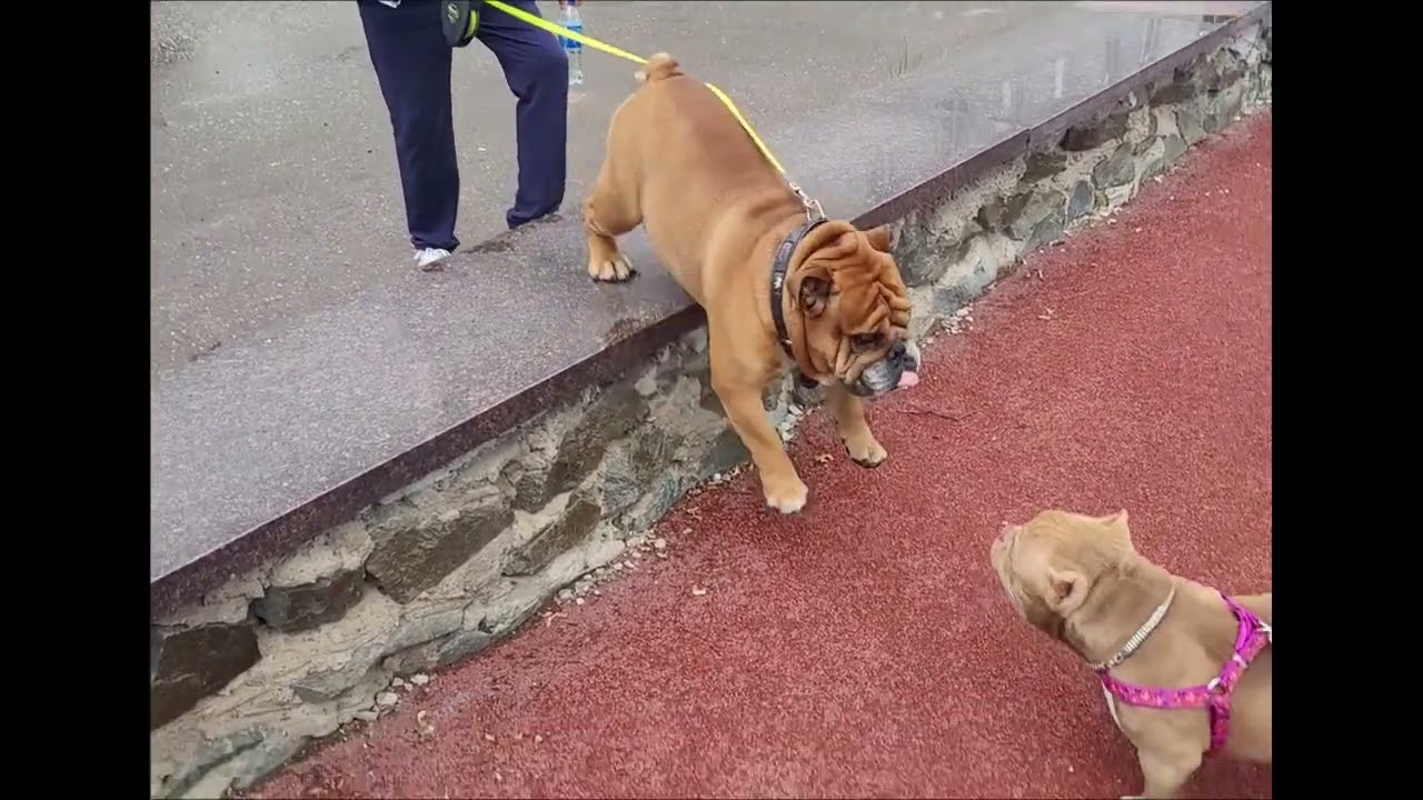 Никогда не жалуйтесь, что собака вредничает дома, просто ей скучно, ей ...