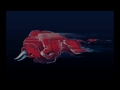 STR9 - The first run of the V6 - Scuderia Toro Rosso 2014