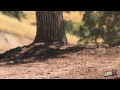 2013 Honda CRF450- Overview