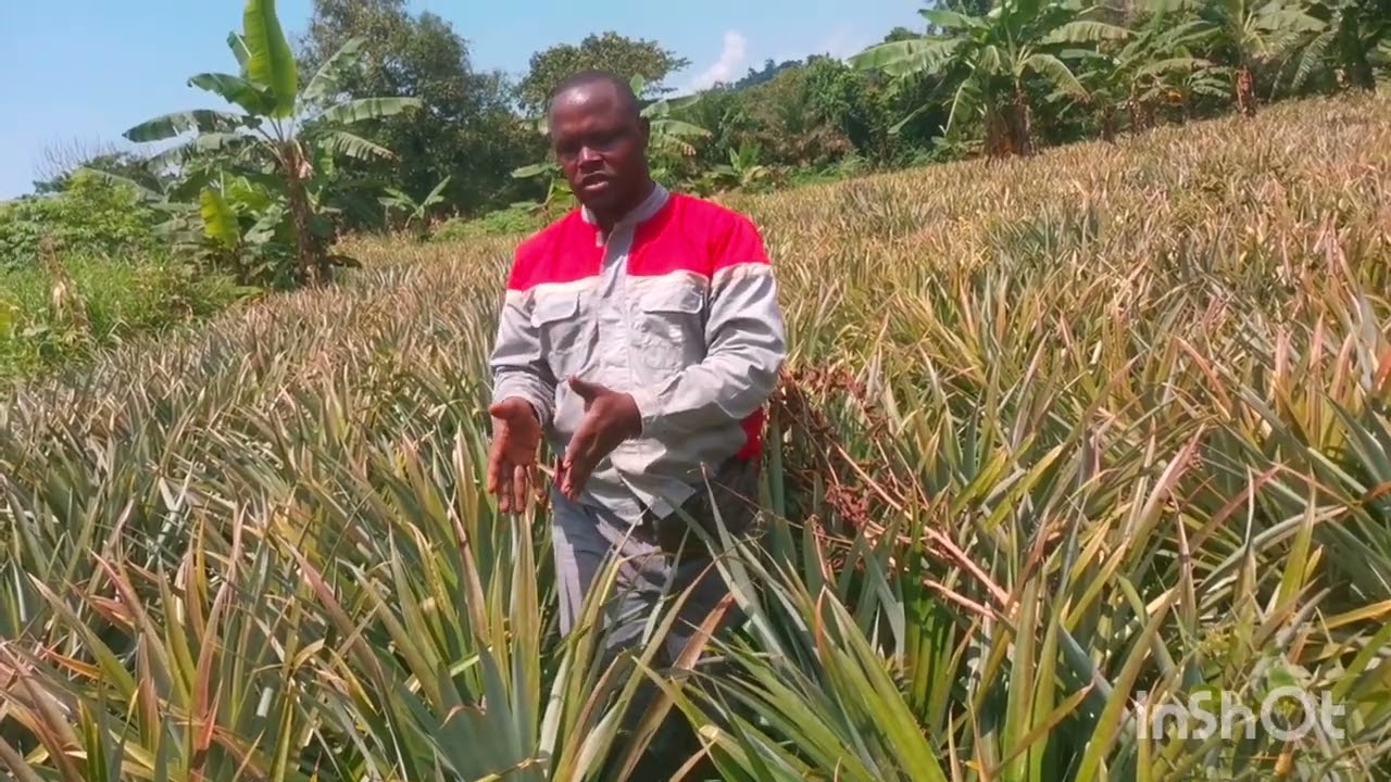 un debrief de la culture de l'ananas de la semence à la production, et en suite à la récolte