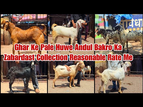 Ghar Ke Pale Huwe Andul Bakro Ka Zabardast Collection | Reasonable Rate Agwan Goat Farm Sion 